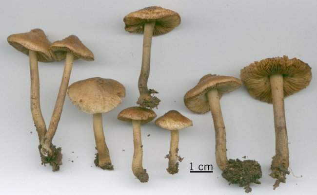 Inocybe atripes